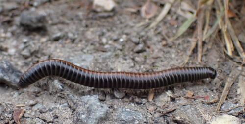 Réf. 346 075 : Ommatoiulus sabulosus